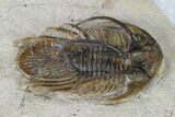 Bargain, Spiny Kolihapeltis Trilobite - Rare Species #161098-3